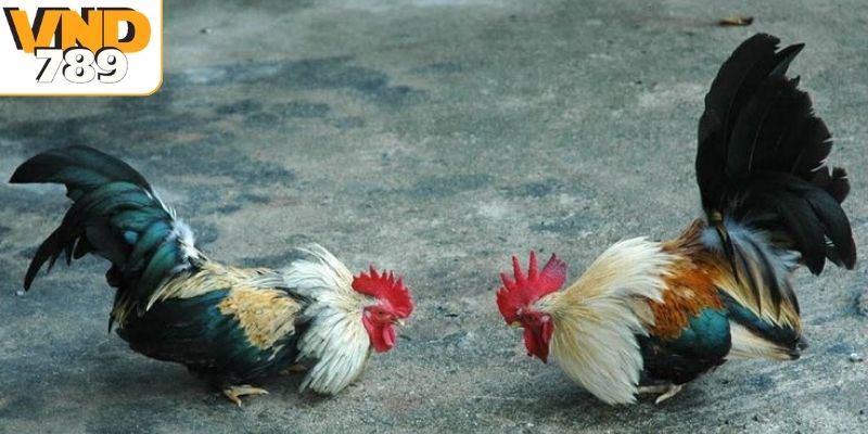 Các hình thức hấp dẫn người chơi tại đá gà Thomo 