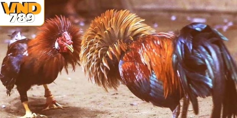 Hiểu rõ luật chơi khi tham gia đá gà Thomo