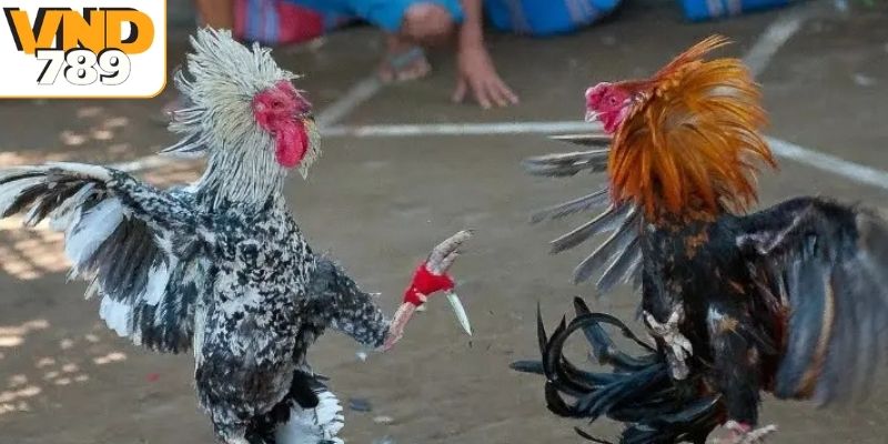 Tìm hiểu tổng quan sân chơi đá gà SV388 tại VND789