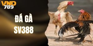 Đá Gà SV388 - Lựa Chọn Hàng Đầu Cho Người Chơi VND789