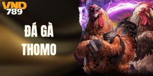 Đá Gà Thomo VND789 - Địa Điểm Lý Tưởng Cho Người Yêu Thích